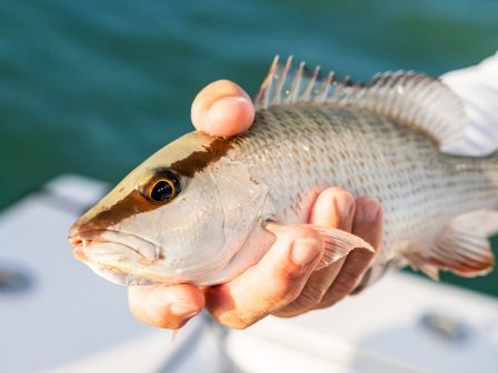 A person is holding a small fish with spiky fins, likely caught in a body of water, against a blurred background.