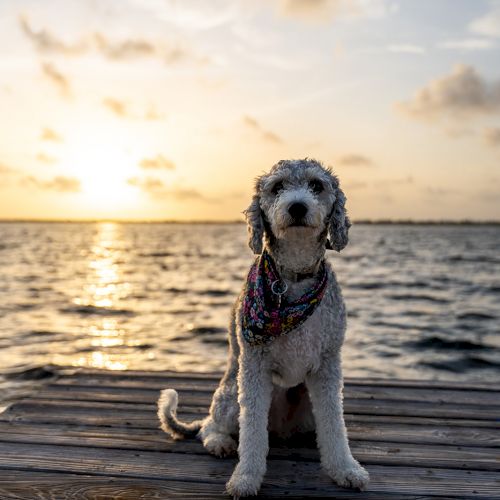 A dog with a bandana sits on a wooden pier, overlooking a serene body of water at sunset, with a cloudy sky in the background.