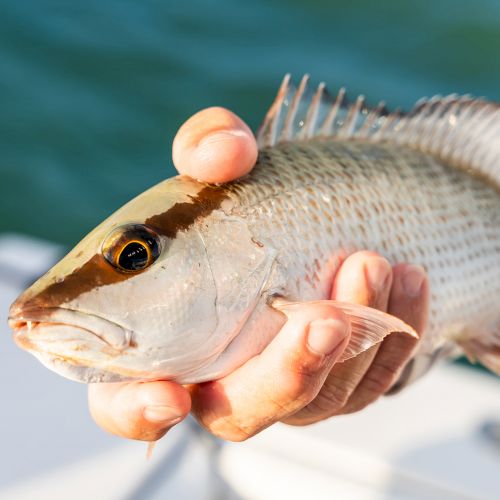 A fish is being held in a person's hand, with visible fins and scales, against a blurred background of water.