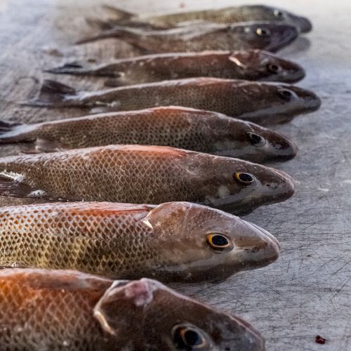 The image shows a row of fish laid out on a textured surface, possibly freshly caught or prepared for market.