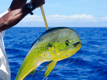 A person is holding a caught mahi-mahi fish on a line, with the ocean and sky in the background.