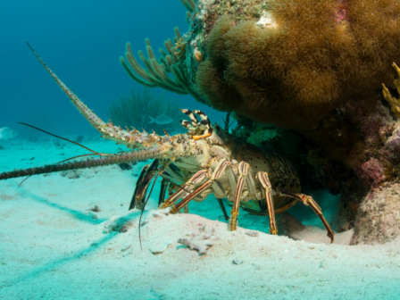 The image shows a lobster on the ocean floor, surrounded by coral and marine vegetation.