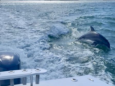 A dolphin is swimming alongside a boat in the ocean, with waves trailing behind under a bright blue sky and scattered clouds.