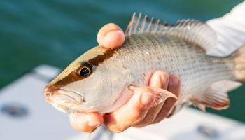 A person is holding a fish with a prominent eye stripe, against a water background. The fish has spines on its dorsal fin.