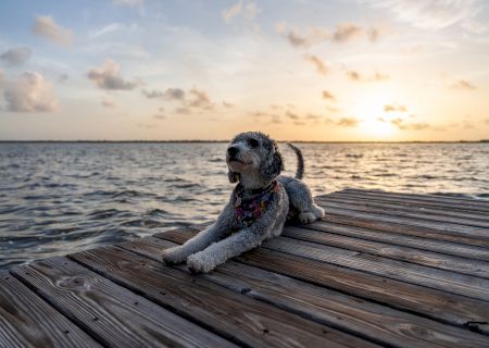 A dog wearing a colorful bandana is lying on a wooden dock by a body of water during sunset.